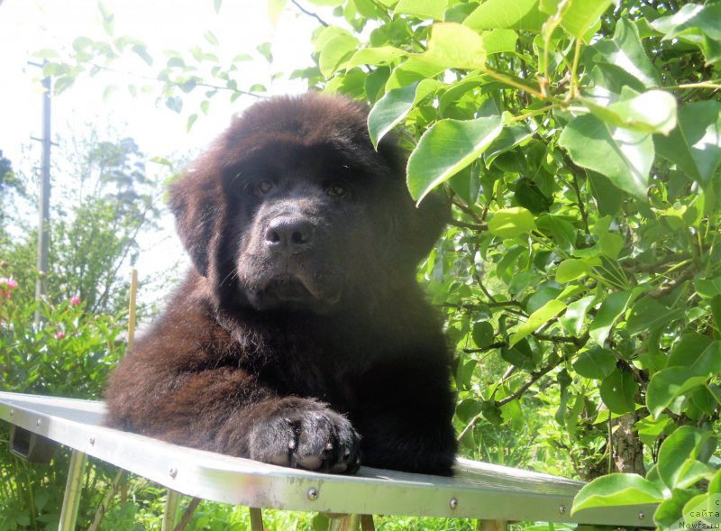 Фото: ньюфаундленд Dipre Dajna (Дипре Дайна)