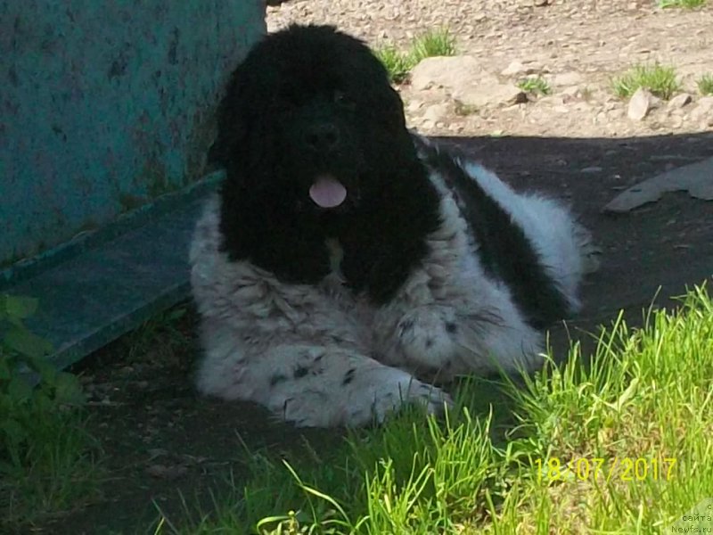 Фото: ньюфаундленд Super Premium Litoniel Vallaninor (Супер Премиум Литониэль Валланинор)