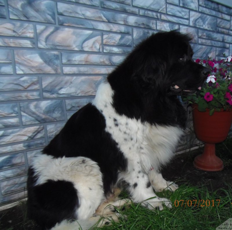 Фото: ньюфаундленд Fiamettahauz Martini Bianka (Фиаметтахауз Мартини Бьянка)