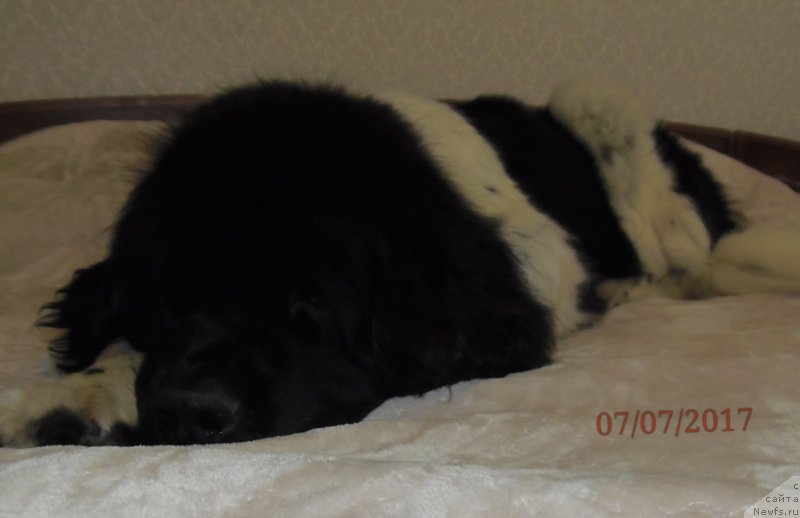 Фото: ньюфаундленд Fiamettahauz Martini Bianka (Фиаметтахауз Мартини Бьянка)