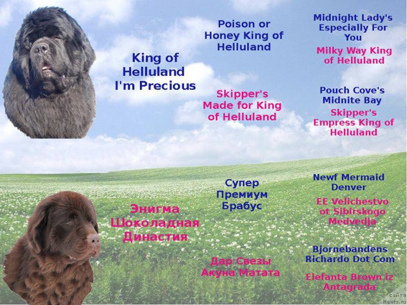 Фото: ньюфаундленд YEnigma SHokoladnaya Dinastiya (Энигма Шоколадная Династия)