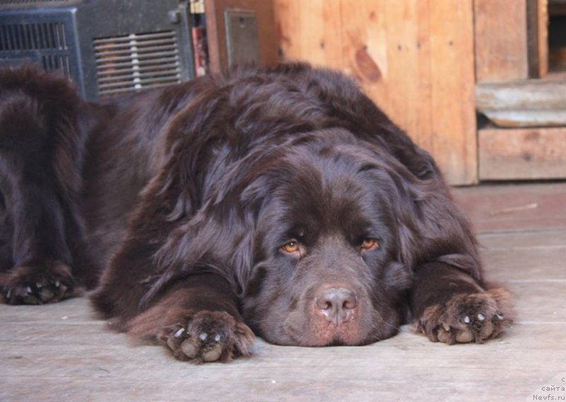 Фото: ньюфаундленд YEnigma SHokoladnaya Dinastiya (Энигма Шоколадная Династия)