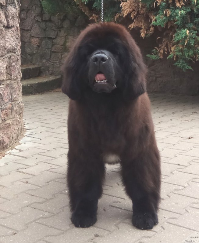 Фото: Щенки д.р. 10.12.2016г. от, ньюфаундленд Likefather Like Son Midnight Bear, и, ньюфаундленд Piece of Sweetheart Midnight Bear