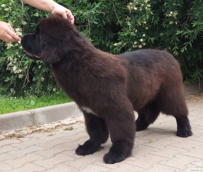 Фото: Щенки д.р.10.12.2016  от, ньюфаундленд Likefather Like Son Midnight Bear, и, ньюфаундленд Piece of Sweetheart Midnight Bear