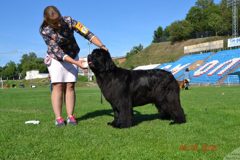 Фото: ньюфаундленд Piece of Sweetheart Midnight Bear, Anastasiya Zalivako (Анастасия Заливако)
