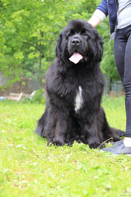 Фото: ньюфаундленд Sent Djons Etoile Noire (Сент Джонс Етоиль Ноир)