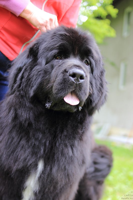 Фото: ньюфаундленд Sent Djons Etoile Noire (Сент Джонс Етоиль Ноир)