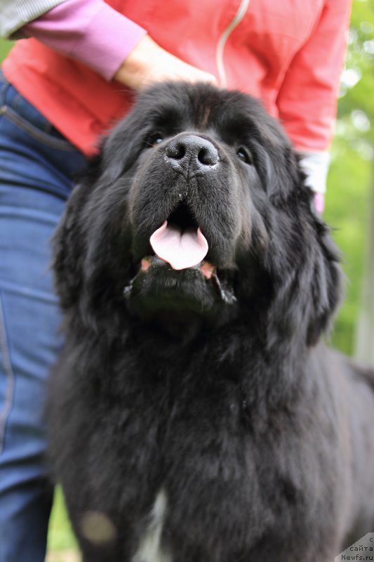 Фото: ньюфаундленд Sent Djons Etoile Noire (Сент Джонс Етоиль Ноир)