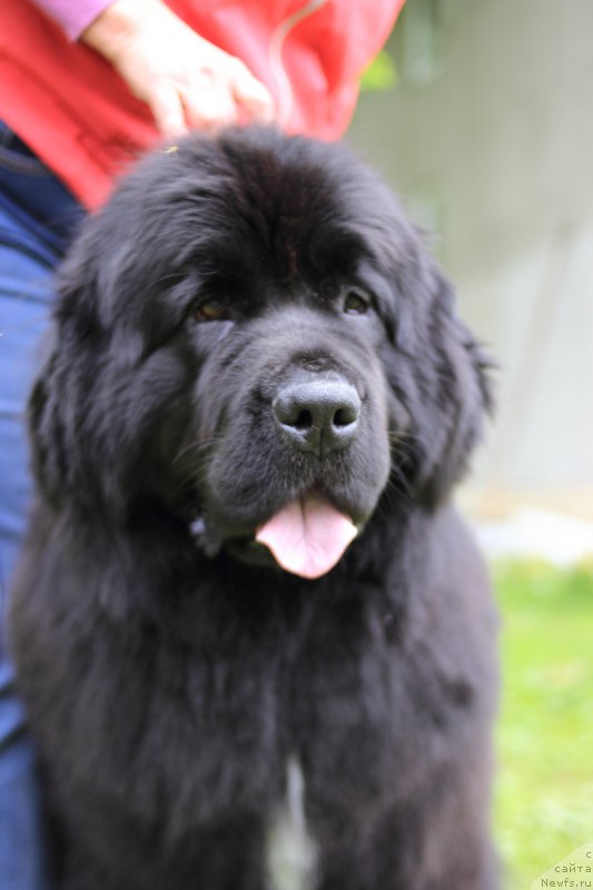 Фото: ньюфаундленд Sent Djons Etoile Noire (Сент Джонс Етоиль Ноир)