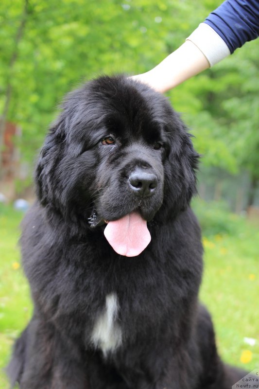 Фото: ньюфаундленд Sent Djons Etoile Noire (Сент Джонс Етоиль Ноир)