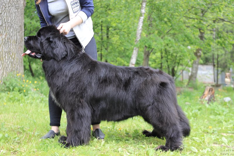 Фото: ньюфаундленд Sent Djons Etoile Noire (Сент Джонс Етоиль Ноир)