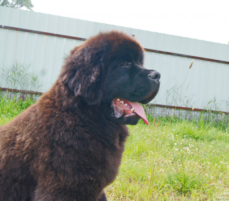 Фото: ньюфаундленд Darkflight Ioshi (Даркфлайт Иоши)