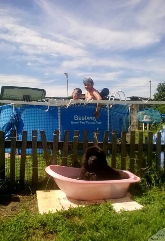 Фото: ньюфаундленд Super Premium YEdda-Brunhil'da (Супер Премиум Эдда-Брунхильда)