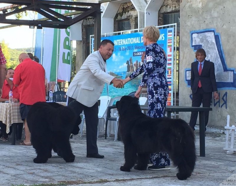 Фото: ньюфаундленд Moya Stikhiya Lamborghini (Моя Стихия Ламборджини), Charming Prince of Gentle Blackgiant Austria