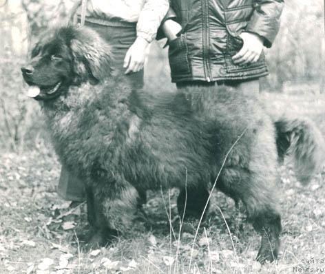 Фото: ньюфаундленд Reyal (Реял)