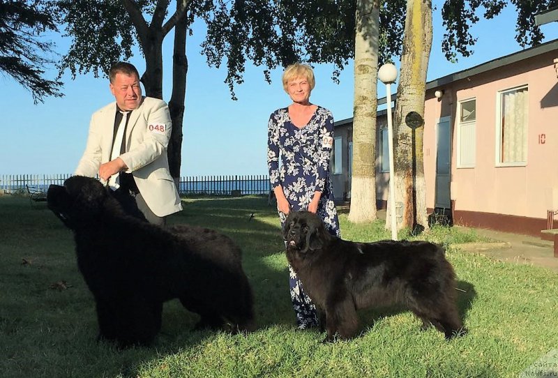 Фото: ньюфаундленд Moya Stikhiya Lamborghini (Моя Стихия Ламборджини), Charming Prince of Gentle Blackgiant Austria (Ursinus Velutus Never Ending Story x Agift of Heaven of Gentle Blackgiant)