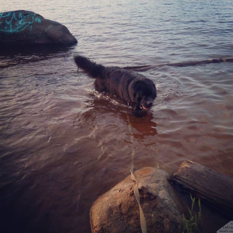 Фото: ньюфаундленд CHarl'z Balu Blek Biar (Чарльз Балу Блек Биар)