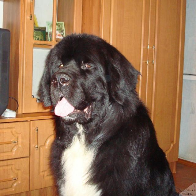 Фото: ньюфаундленд Mag Ispolin Ivan Carevich (Маг Исполин Иван Царевич)
