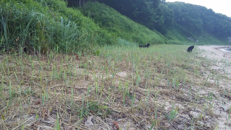 Фото: ньюфаундленд Nessi Blyek s  Lesnoy Zaimki (Несси Блэк с  Лесной Заимки), ньюфаундленд Super Premium Merlin Monro (Супер Премиум Мерлин Монро)