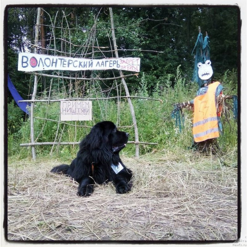 Фото: ньюфаундленд Terra Viktoriya Evropa Plyus (Терра Виктория Европа Плюс)