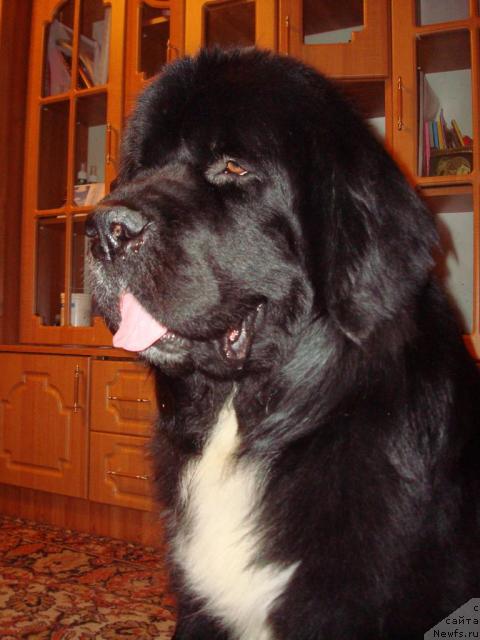 Фото: ньюфаундленд Mag Ispolin Ivan Carevich (Маг Исполин Иван Царевич)