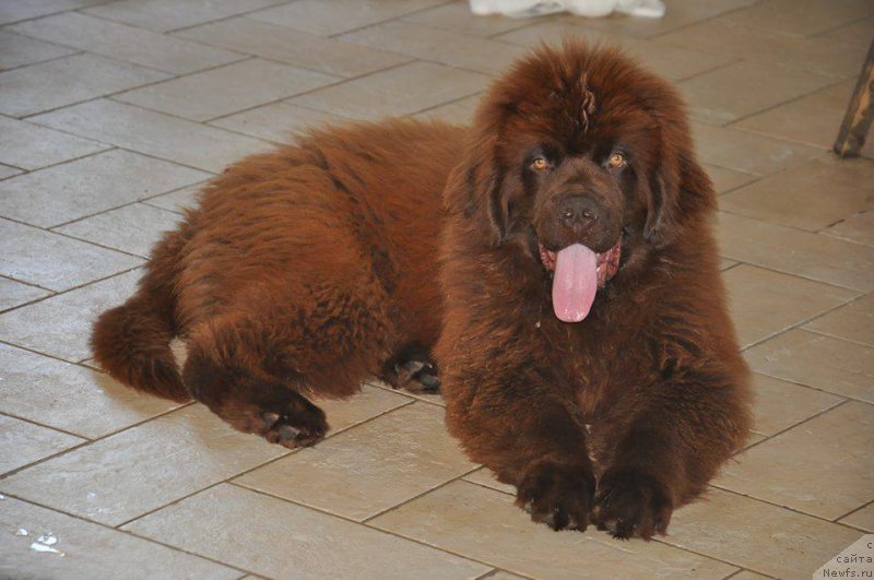 Фото: ньюфаундленд Braunblad MSK Djoy Orson (Браунблад МСК Джой Орсон)