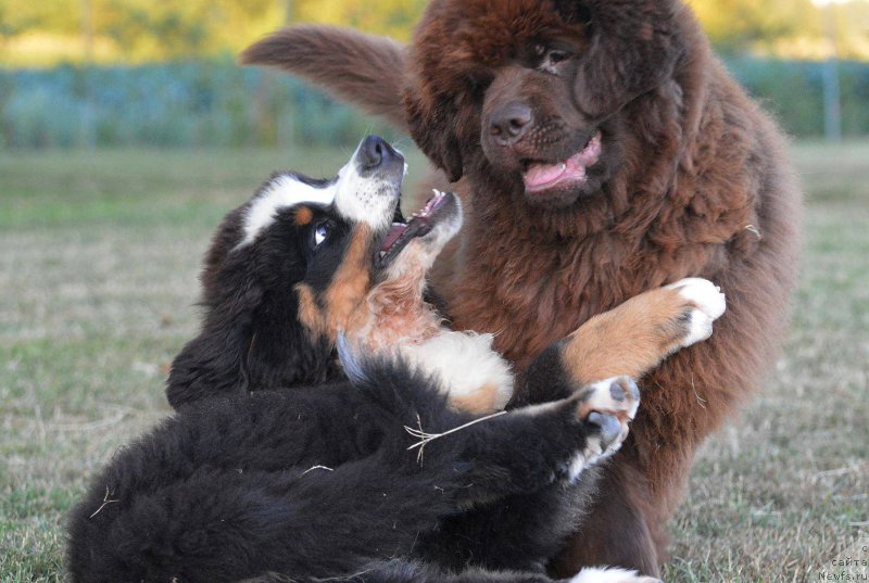 Фото: ньюфаундленд Braunblad MSK Djoy Orson (Браунблад МСК Джой Орсон)