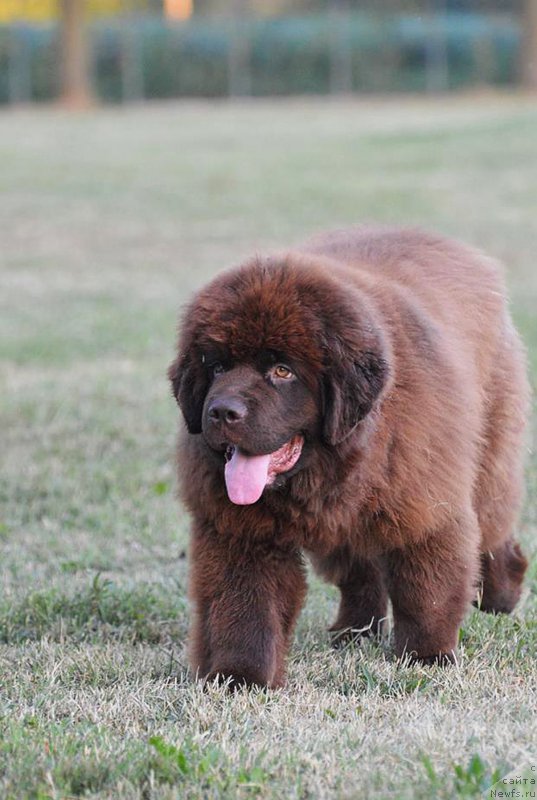 Фото: ньюфаундленд Braunblad MSK Djoy Orson (Браунблад МСК Джой Орсон)
