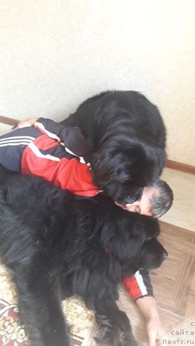 Фото: ньюфаундленд Super Premium Free Wind (Супер Премиум Фри Винд), ньюфаундленд Super Premium Bumer (Супер Премиум Бумер), Viktor Povh (Виктор Повх)