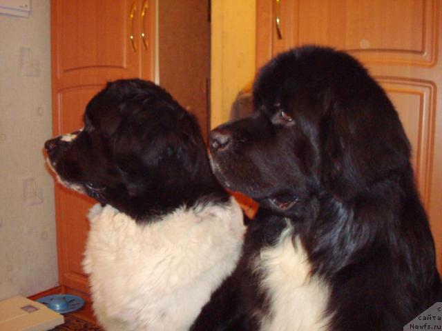 Фото: ньюфаундленд Mag Ispolin Infanta (Маг Исполин Инфанта), ньюфаундленд Mag Ispolin Ivan Carevich (Маг Исполин Иван Царевич)