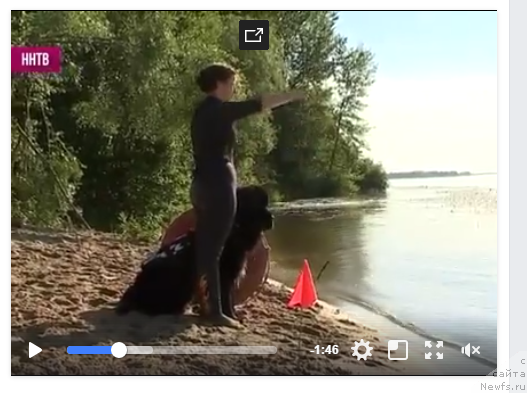 Фото: ньюфаундленд Lankaster (Ланкастер)