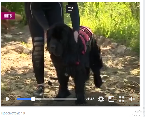 Фото: ньюфаундленд Lankaster (Ланкастер)