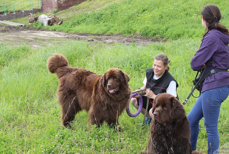 Фото: ньюфаундленд Sverkayuzhaya Gora Mashame (Сверкающая Гора Машаме), ньюфаундленд Nikol Gold Star (Николь Голд Стар)