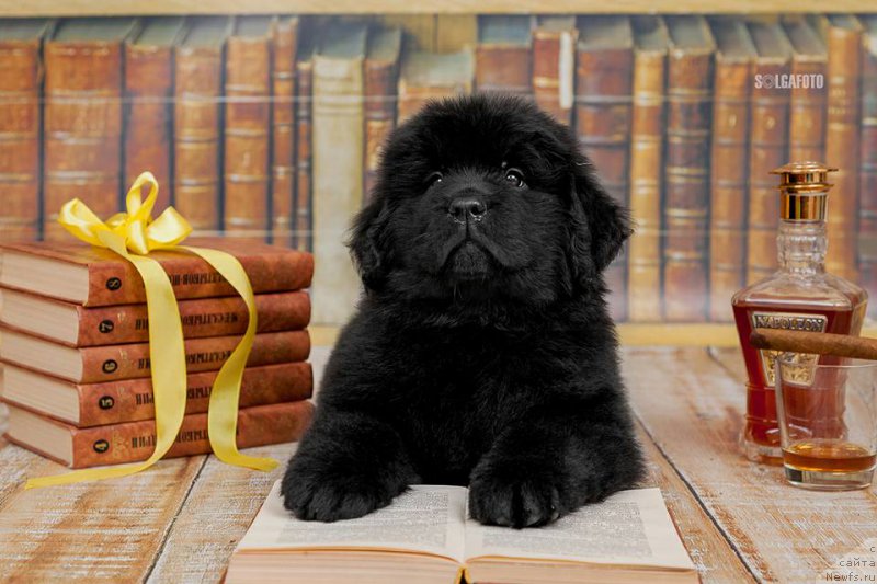 Фото: ньюфаундленд Belezza Kara Gemma (Белецца Кара Гемма)