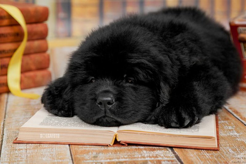 Фото: ньюфаундленд Belezza Kara Gemma (Белецца Кара Гемма)