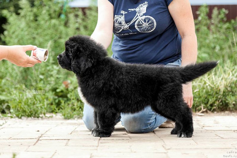 Фото: ньюфаундленд Biju Nuar de Rua (Бижу Нуар де Руа)