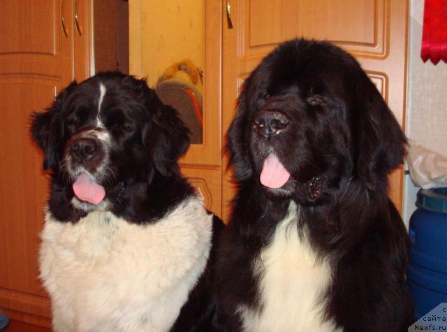 Фото: ньюфаундленд Mag Ispolin Infanta (Маг Исполин Инфанта), ньюфаундленд Mag Ispolin Ivan Carevich (Маг Исполин Иван Царевич)