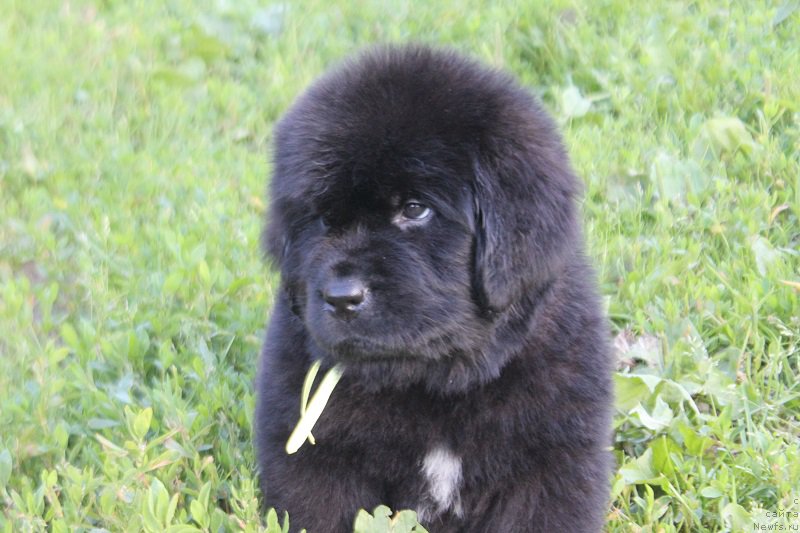 Фото: ньюфаундленд Terra Viktoriya Labota Roman'ola (Терра Виктория Лабота Романьола)