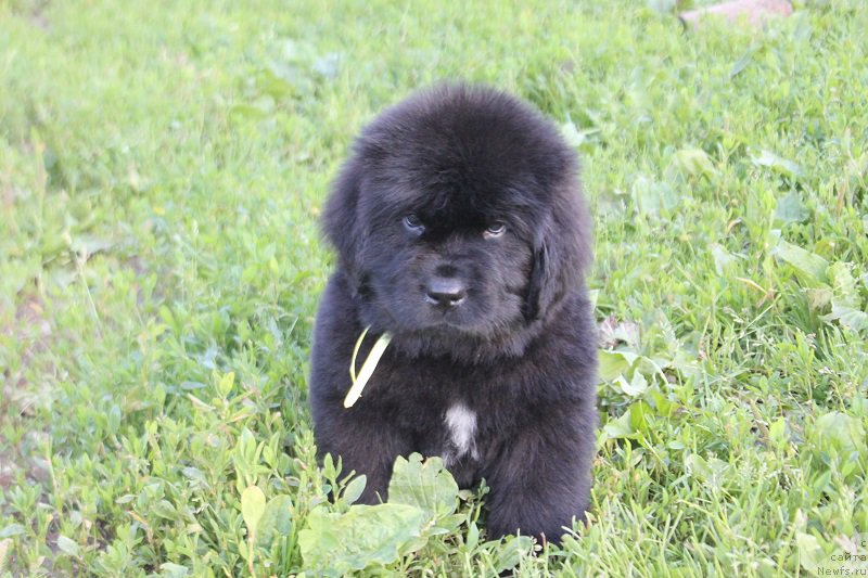 Фото: ньюфаундленд Terra Viktoriya Labota Roman'ola (Терра Виктория Лабота Романьола)