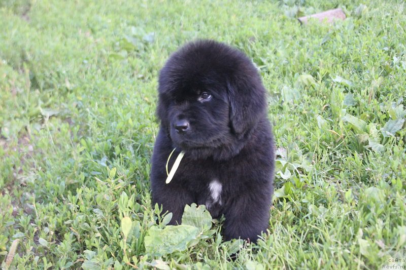 Фотография № 227559