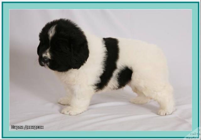 Фото: Щенок, ньюфаундленд SHedou iz Unikal'noy Kollekcii (Шедоу из Уникальной Коллекции)