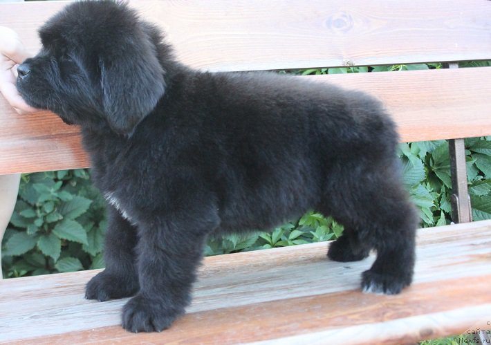 Фото: ньюфаундленд Terra Viktoriya Labota Roman'ola (Терра Виктория Лабота Романьола)