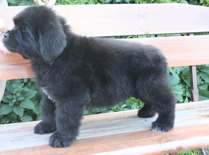 Фото: ньюфаундленд Terra Viktoriya Labota Roman'ola (Терра Виктория Лабота Романьола)