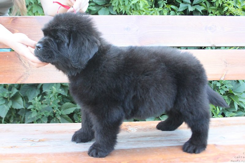 Фотография № 227566