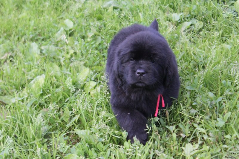Фото: ньюфаундленд Terra Viktoriya Laguna Verde (Терра Виктория Лагуна Верде)