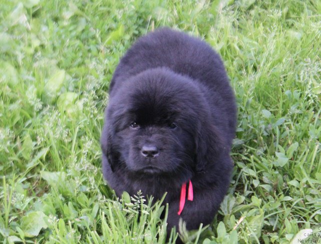 Фото: ньюфаундленд Terra Viktoriya Laguna Verde (Терра Виктория Лагуна Верде)