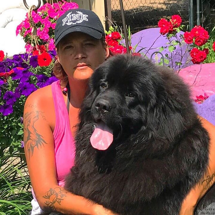 Фото: Lisa Fabish, ньюфаундленд Moya Stikhiya Medzhi Ivi (Моя Стихия Меджи Иви)