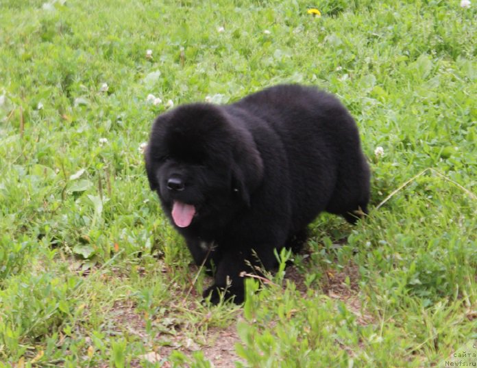 Фото: ньюфаундленд Terra Victoria Laterina (Терра Виктория Латерина)