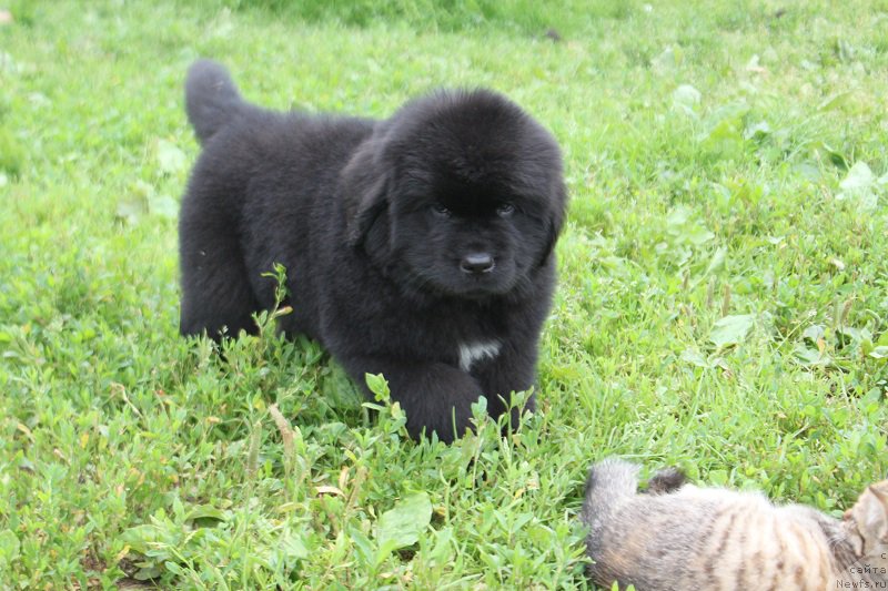 Фото: ньюфаундленд Terra Victoria Laterina (Терра Виктория Латерина)