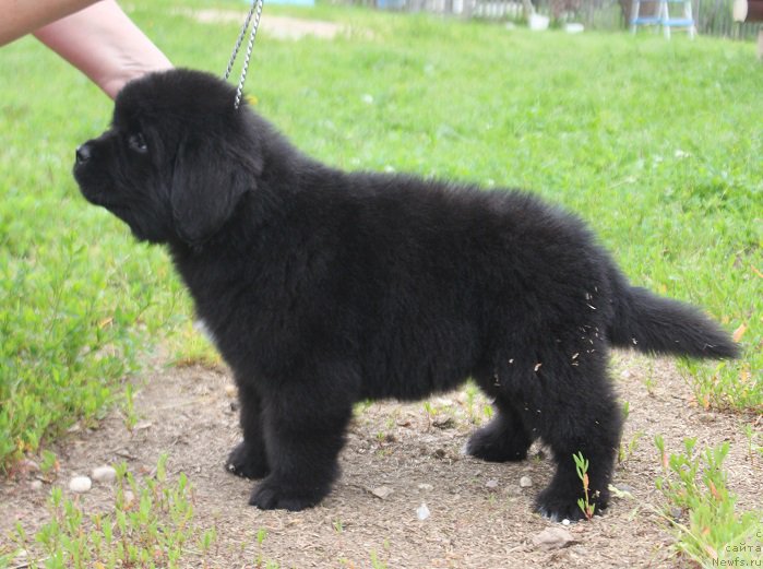 Фото: ньюфаундленд Terra Victoria Laterina (Терра Виктория Латерина)